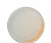 Taldrik 26cm